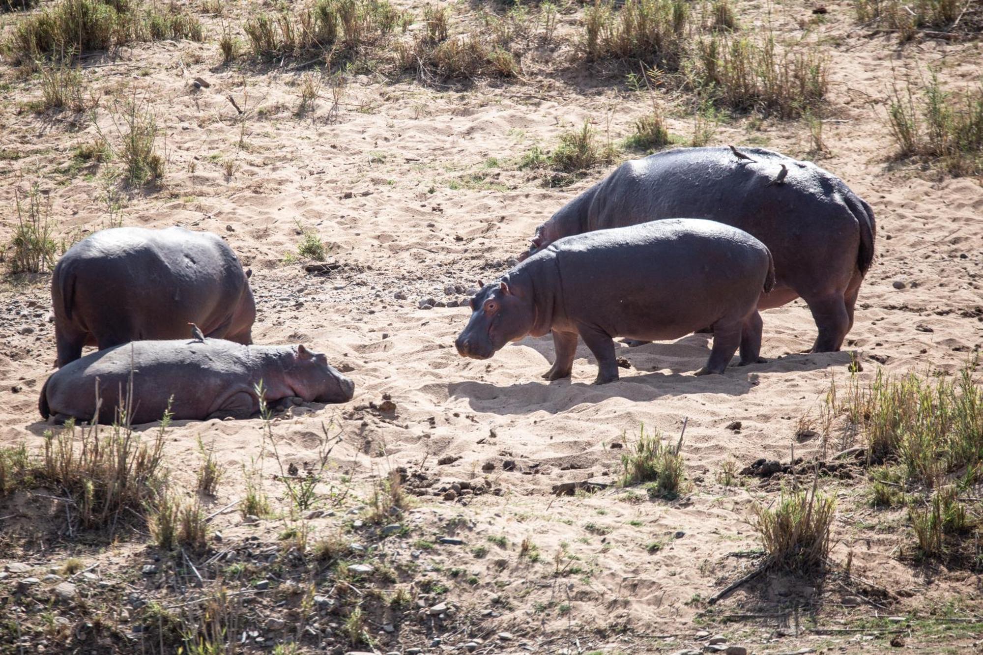 Mdluli Safari Lodge Hazyview Ngoại thất bức ảnh